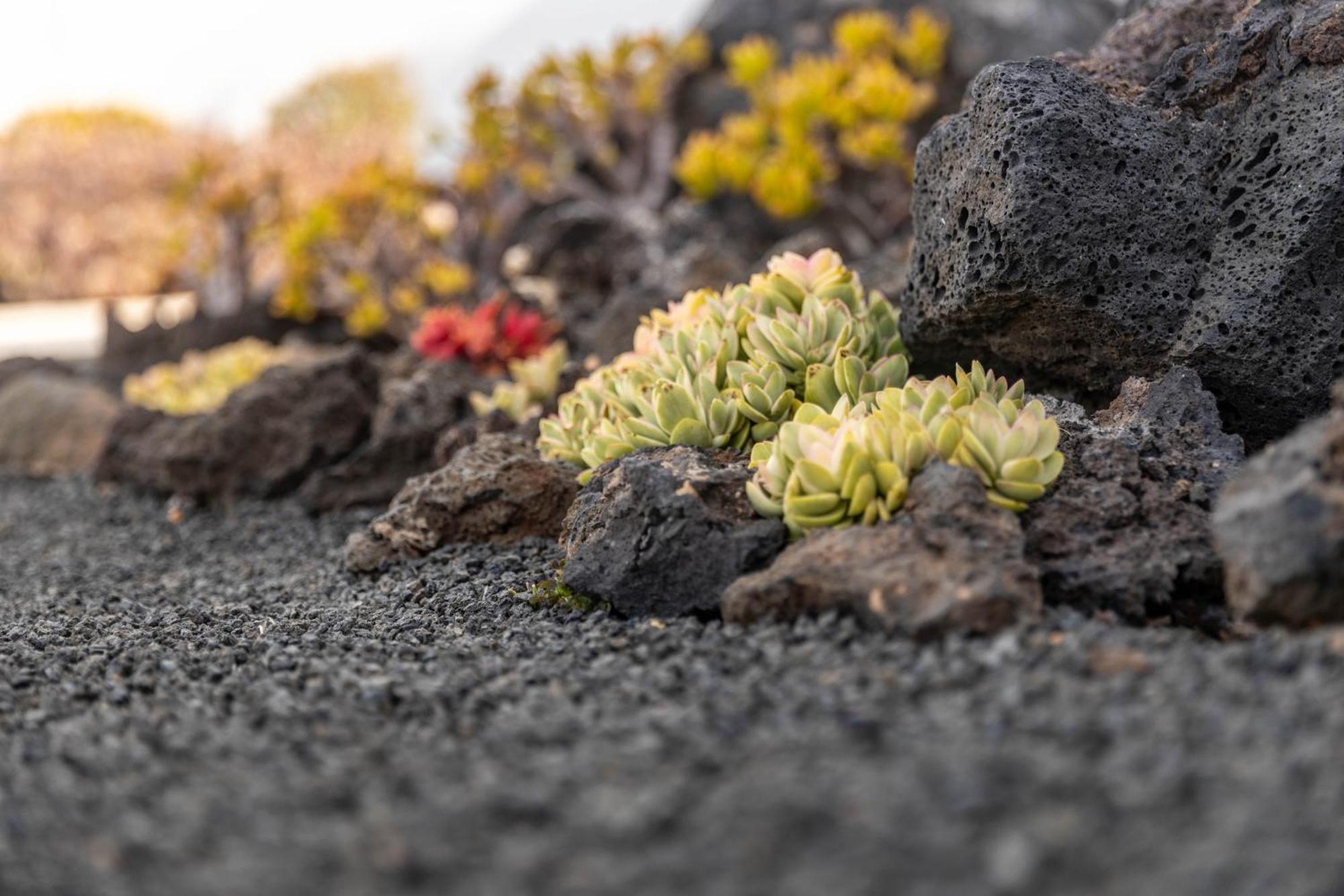 Сasa de vacaciones Casa Alice Playa Blanca (Lanzarote)