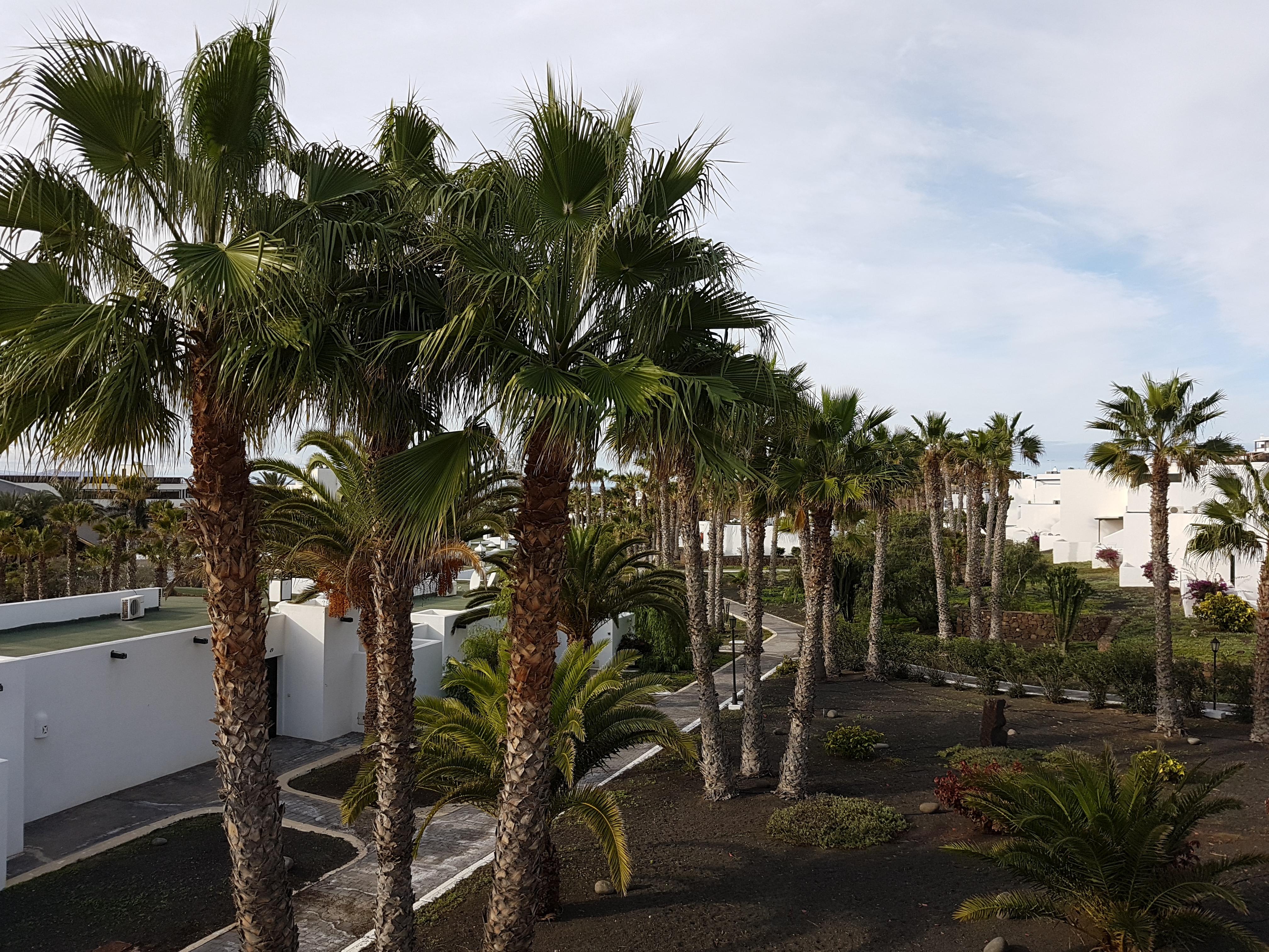 Apartamento Palmeras Garden