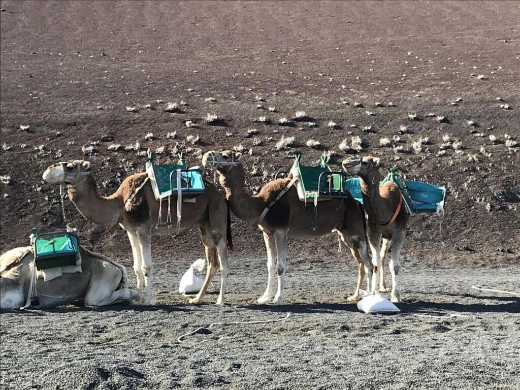Mesmerising In * Playa Blanca (Lanzarote)