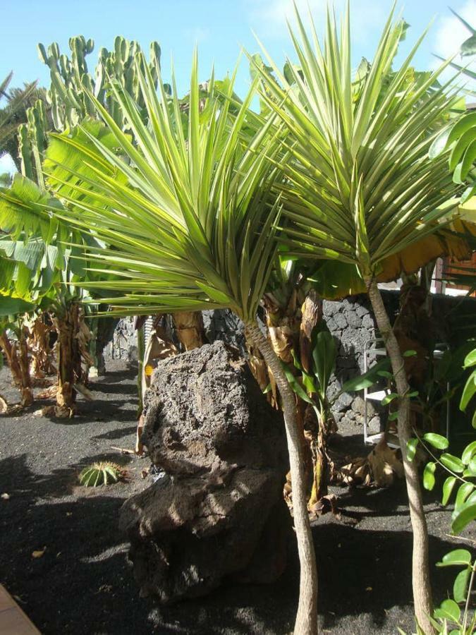 Holiday home Las Palmeras *
